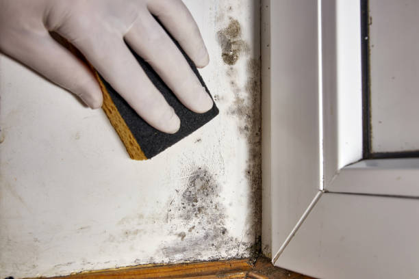 Trusted Long Branch, NJ Mold Removal Experts